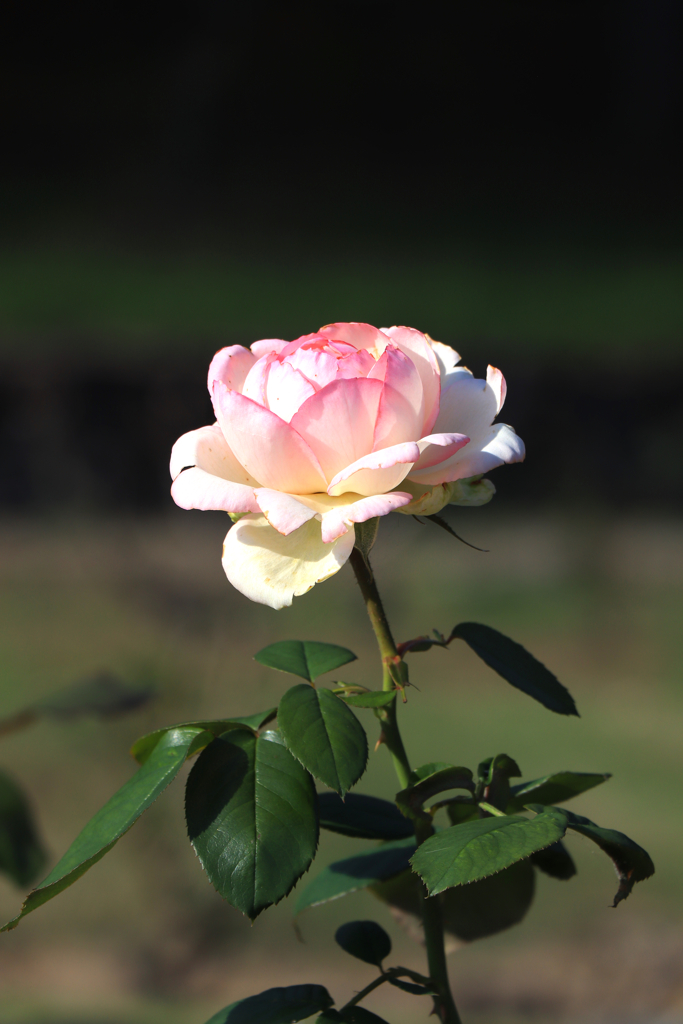 秋薔薇　フラワーセンターにて