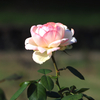 秋薔薇　フラワーセンターにて