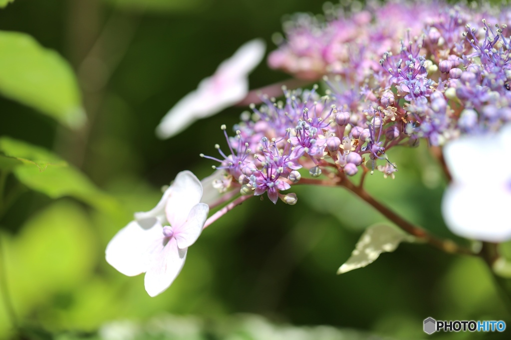 アジサイ　~庭にて~