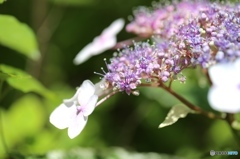 アジサイ　~庭にて~