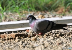 鳩さん
