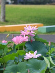 平池公園にて