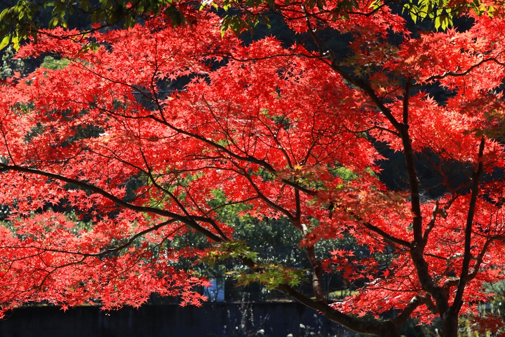 秋色　余暇村公園にて1