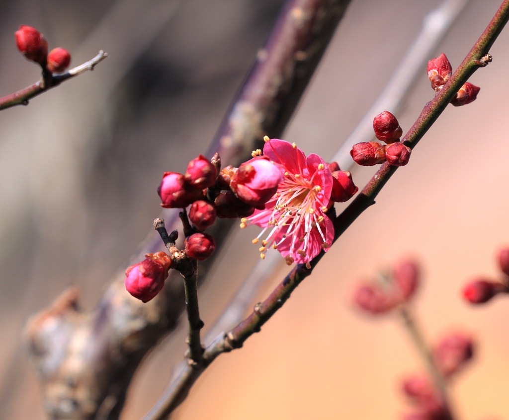 我が家の梅 開花１号