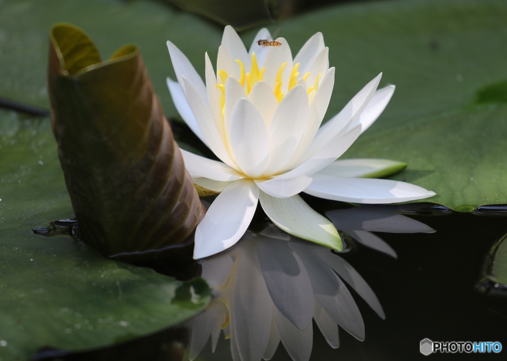睡蓮と虫さん　ー北播磨余暇村公園ー