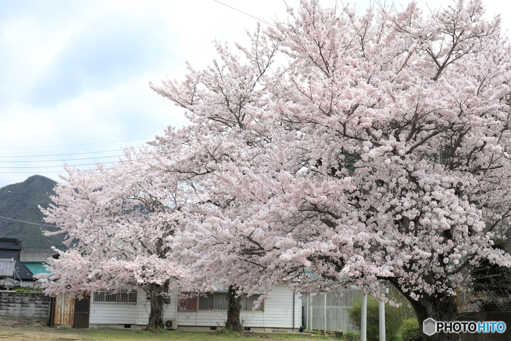 桜　ー家の近くでー