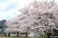 桜　ー家の近くでー