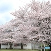 桜　ー家の近くでー