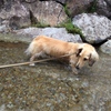 獲物発見　ークウちゃん川遊びー