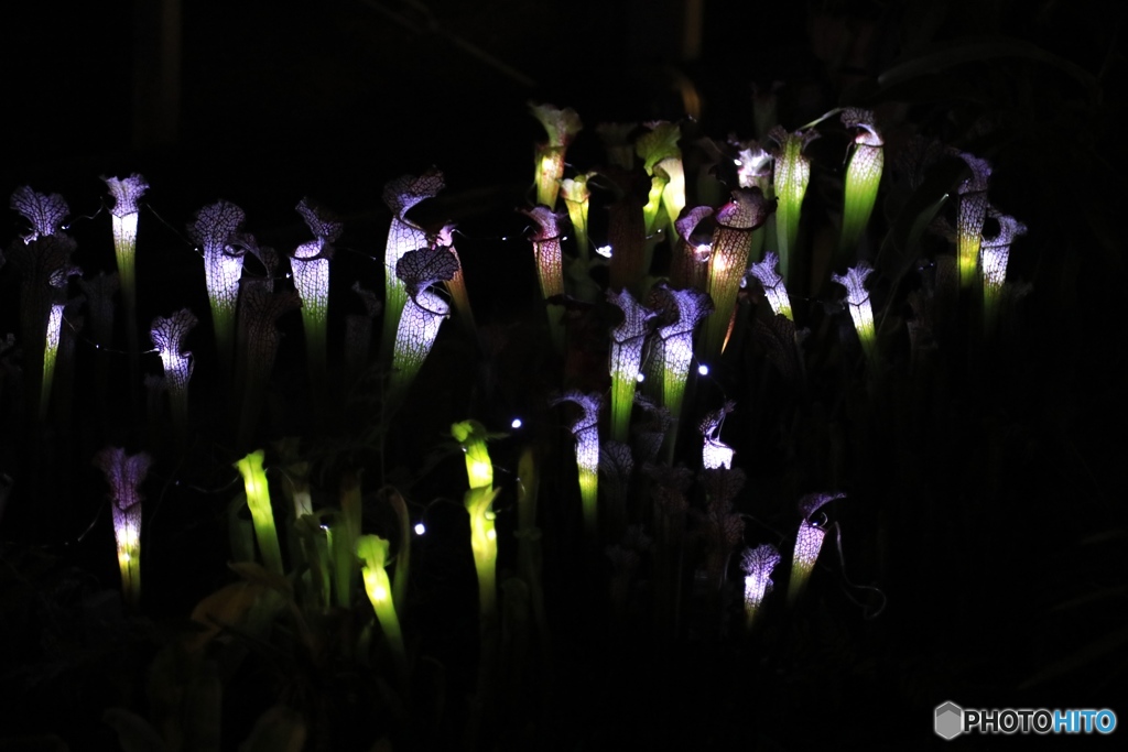 食虫植物  フラワーセンターにて