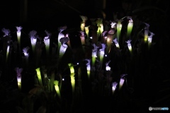 食虫植物  フラワーセンターにて