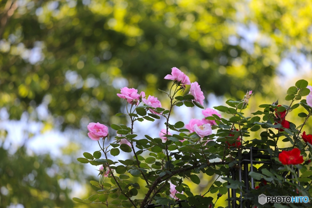 播磨中央公園にて４
