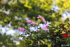 播磨中央公園にて４