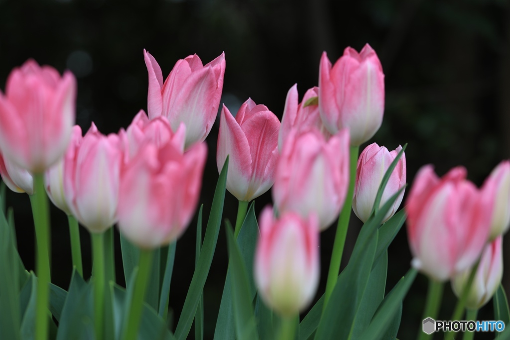 チューリップ６