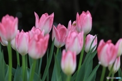 チューリップ６