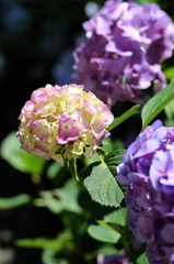 紫陽花7