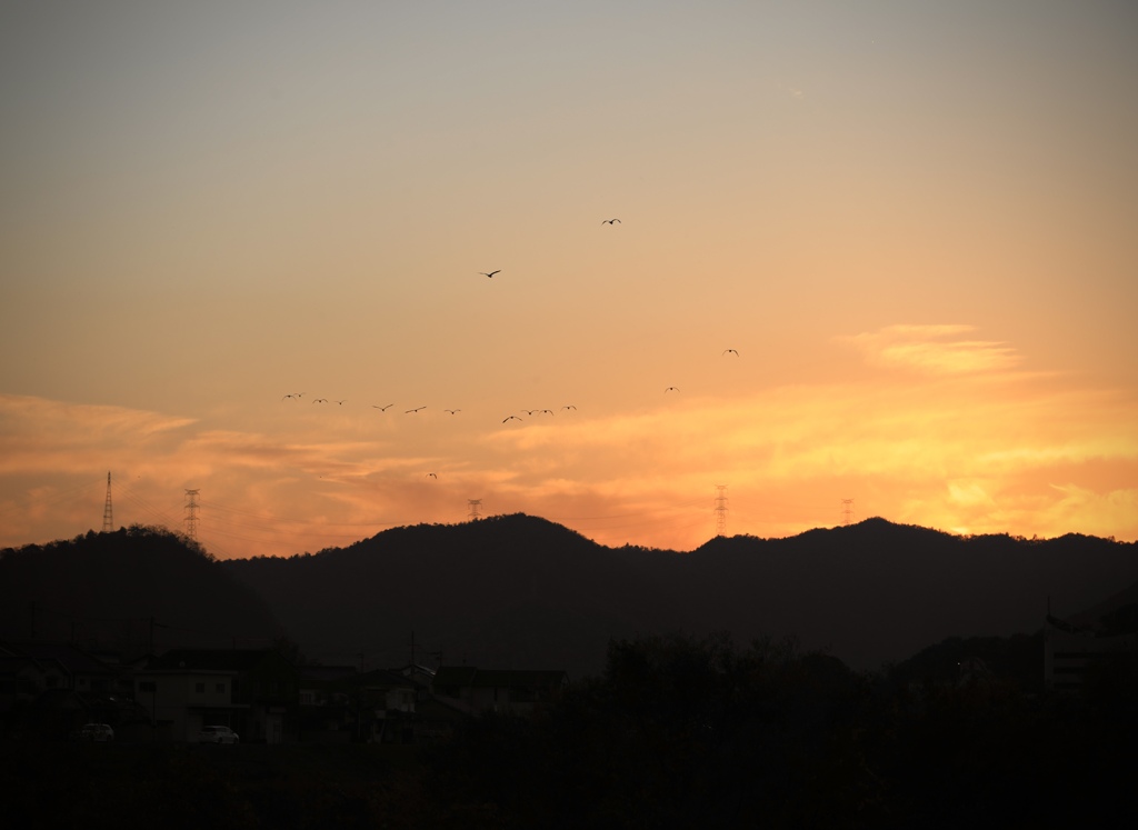 夕陽に向かって　飛翔