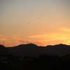 夕陽に向かって　飛翔