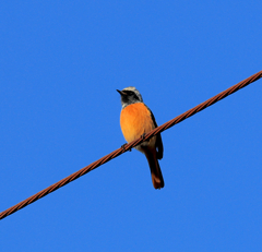 おかえりジョビさん2 おかえりジョビさん2