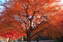 秋色２　播州トンネル公園にて