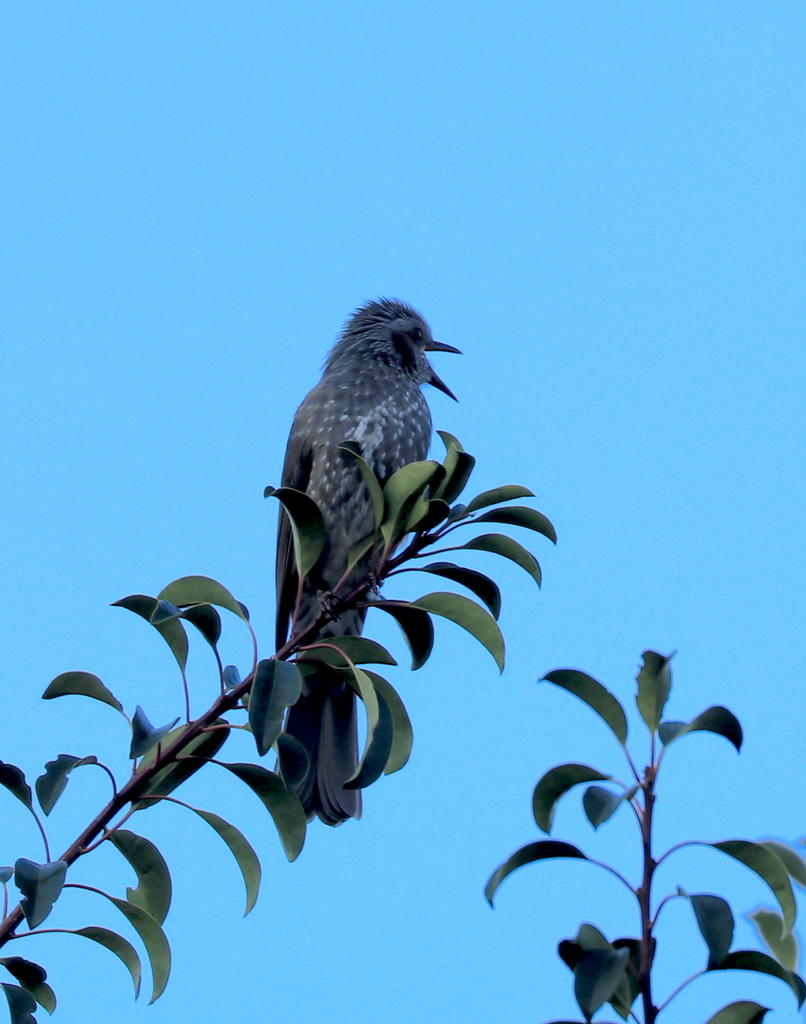 キョエー１　　超トリミング、超露出補正