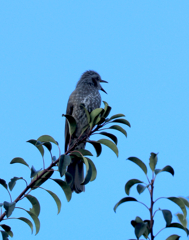 キョエー１　　超トリミング、超露出補正