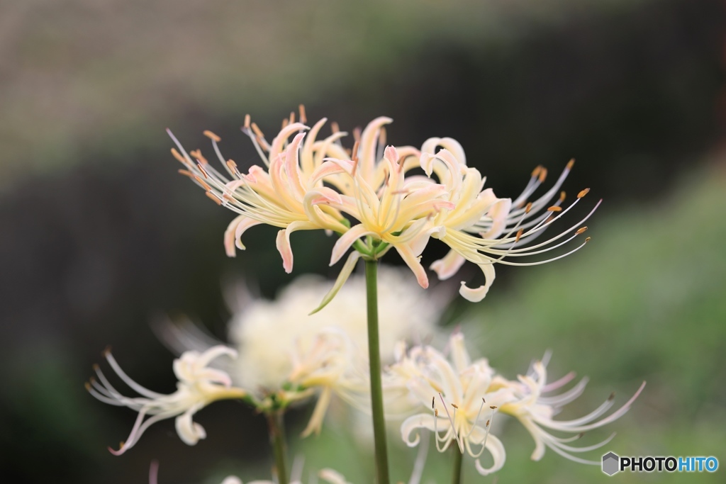 白花彼岸花