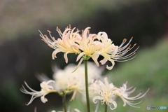 白花彼岸花