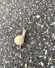 カタツムリさん 横断中