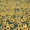 今年のひまわりの丘公園その1