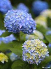 アジサイ