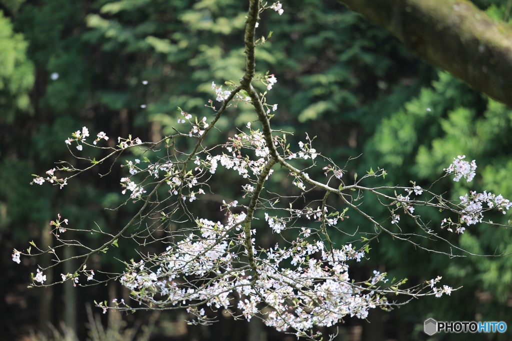 散りゆく桜２