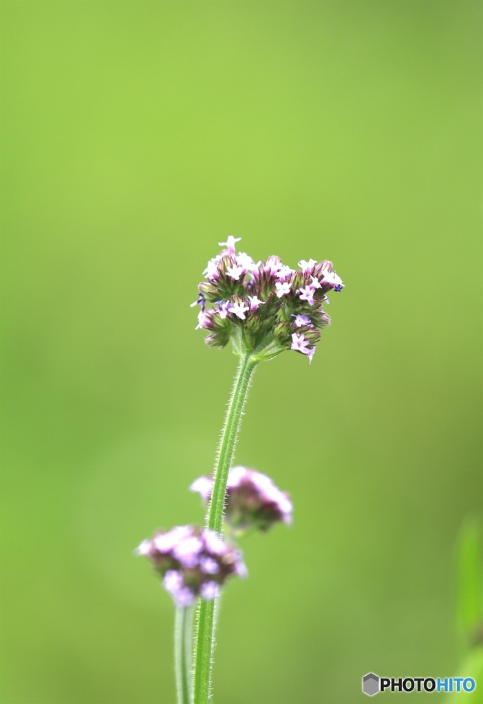 野の花