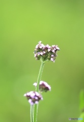 野の花