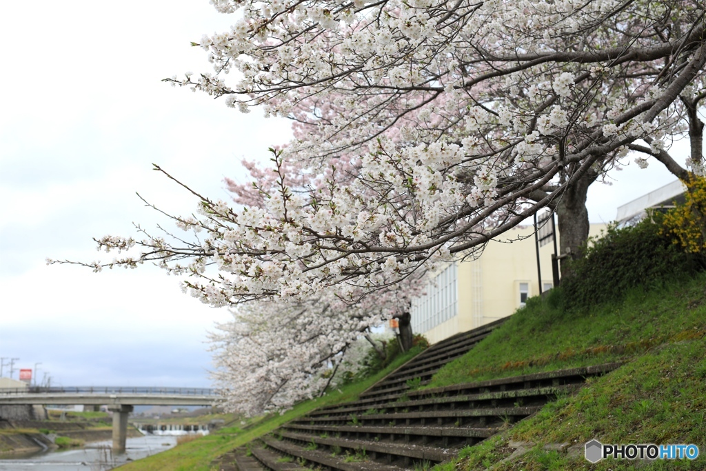 桜　ー曇天の中でー