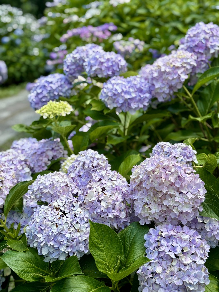 西林寺あじさい園にて