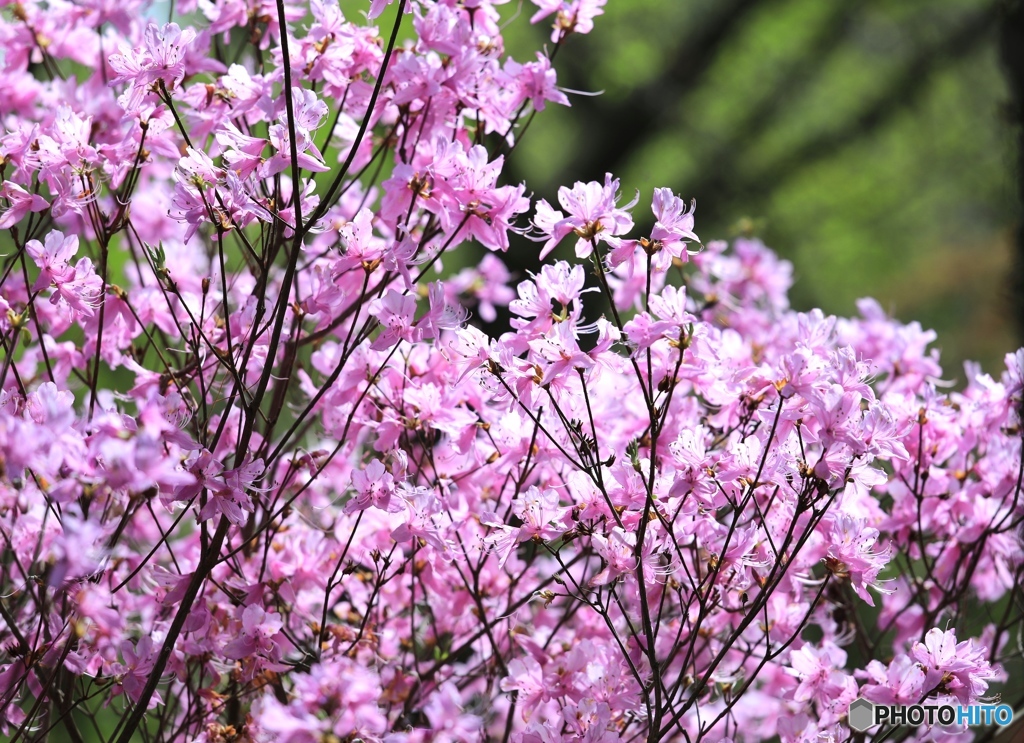 フラワーセンターにて３