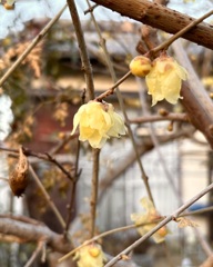 蝋梅　散歩道にて