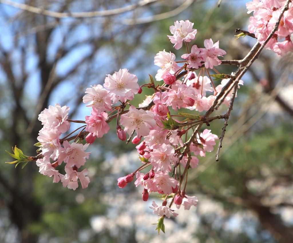 播磨中央公園にて　その１