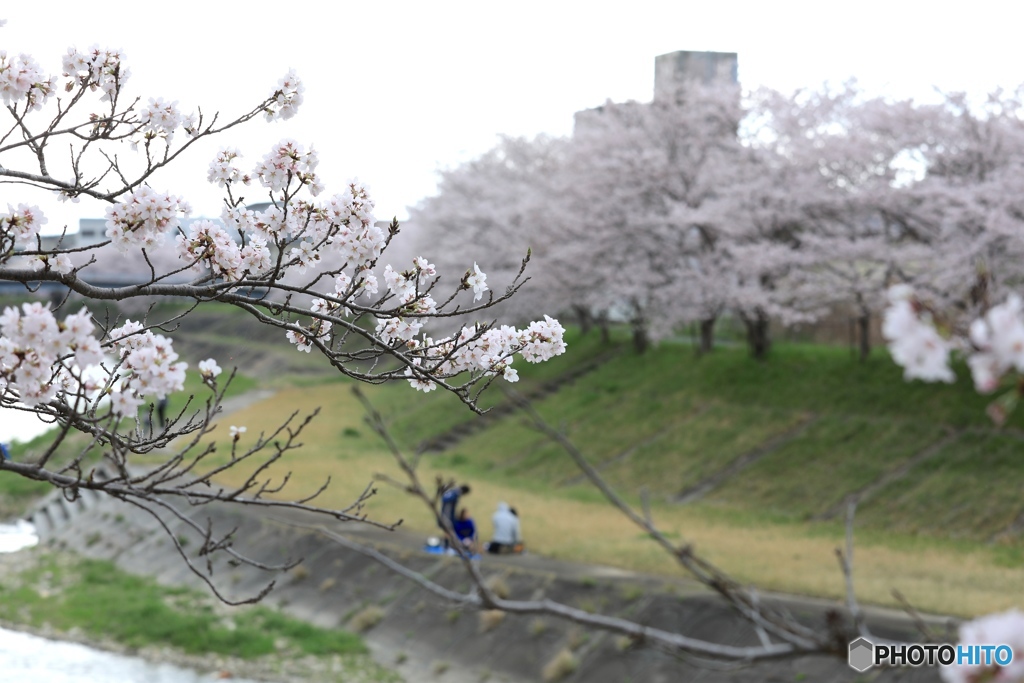 桜　ー曇天の中でー３
