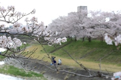 桜　ー曇天の中でー３
