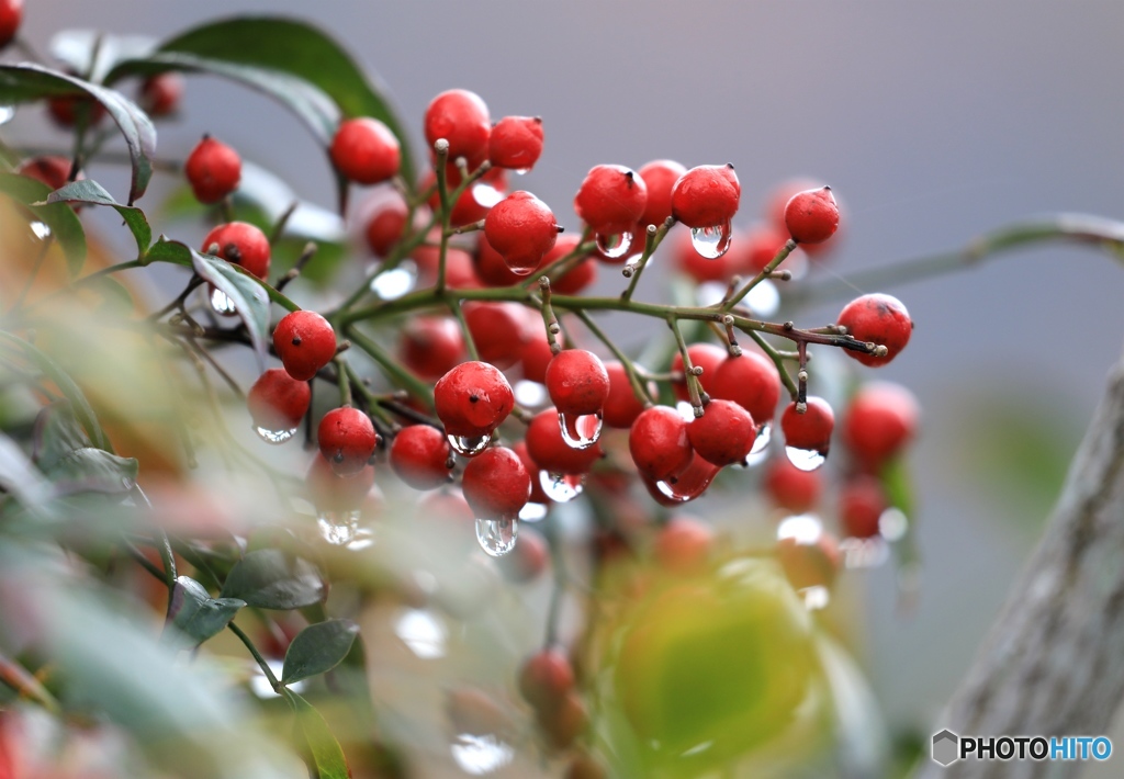 雨上がりの風景