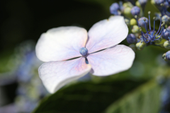紫陽花6