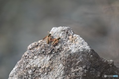 初登頂　100−400 試し撮り