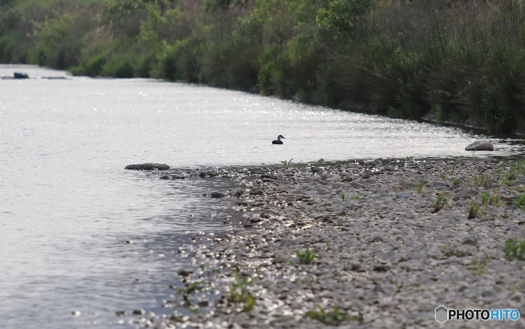 近くの川面にて