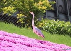 朱に染まって