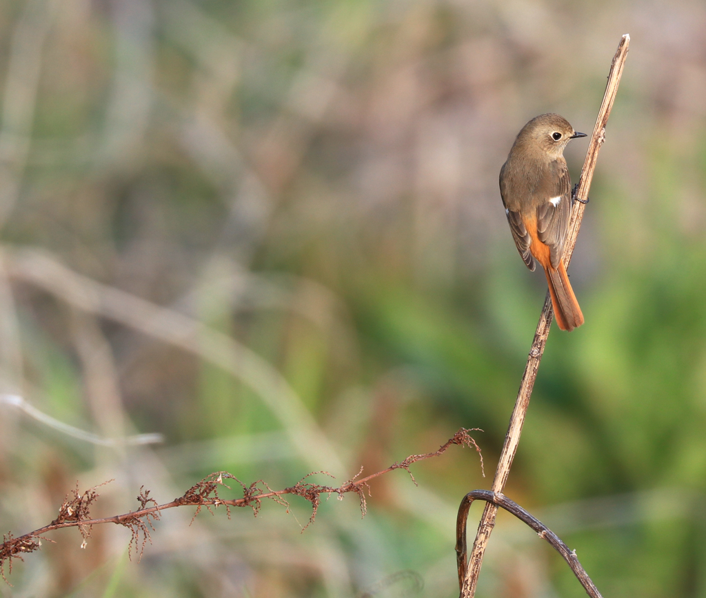 君 かわいいね By Otocha2 Id 写真共有サイト Photohito