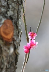 紅梅　ー新旧ー