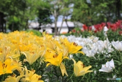 篠山　ゆり園にて