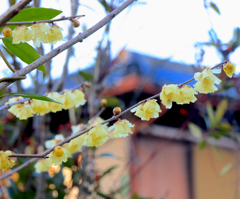 蝋梅　散歩道にて